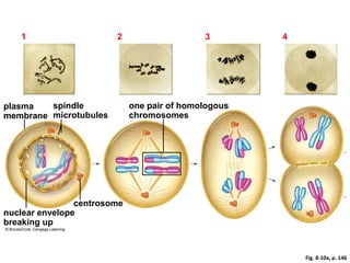 Fig. 8-10a, p. 146
1 Prophase I 2 Metaphase I 3 Anaphase I 4 Telophase I
one pair of homologous
chromosomes
plasma
membrane
spindle
microtubules
nuclear envelope
breaking up
centrosome
 