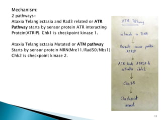 Mechanism:
2 pathways-
Ataxia Telangiectasia and Rad3 related or ATR
Pathway starts by sensor protein ATR interacting
Protein(ATRIP). Chk1 is checkpoint kinase 1.
Ataxia Telangiectasia Mutated or ATM pathway
Starts by sensor protein MRN(Mre11/Rad50/Nbs1)
Chk2 is checkpoint kinase 2.
11
 