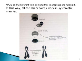 APC/C and will prevent from going further to anaphase and halting it.
In this way, all the checkpoints work in systematic
manner.
14
 