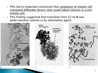  This led to important conclusion that cytoplasm of mitotic cell
contained diffusible factors that could induce mitosis in a non
mitotic cell.
 This finding suggested that transition from G2 to M was
under positive control,i.e by stimulatory agent.
3
 