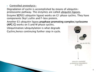  Controlled proteolysis-
Degradation of cyclin is accomplished by means of ubiquitin-
proteasome pathway. The enzymes are called ubiquitin ligases.
Enzyme SCF(E3 ubiquitin ligase) works on G1 phase cyclins. They have
components Skp1,cullin and F-box protein.
Another E3 ubiquitin ligase,anaphase promoting complex/cyclosome
(APC/C) works on S and M phase cyclins.
Ubiquitination/ubiquitylation is what degrade
Cyclins,hence continuing further step in cycle.
6
 