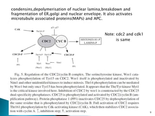 condensins,depolymerisation of nuclear lamina,breakdown and
fragmentation of ER,golgi and nuclear envelope. It also activates
microtubule associated proteins(MAPs) and APC.
Note: cdc2 and cdk1
is same
9
 