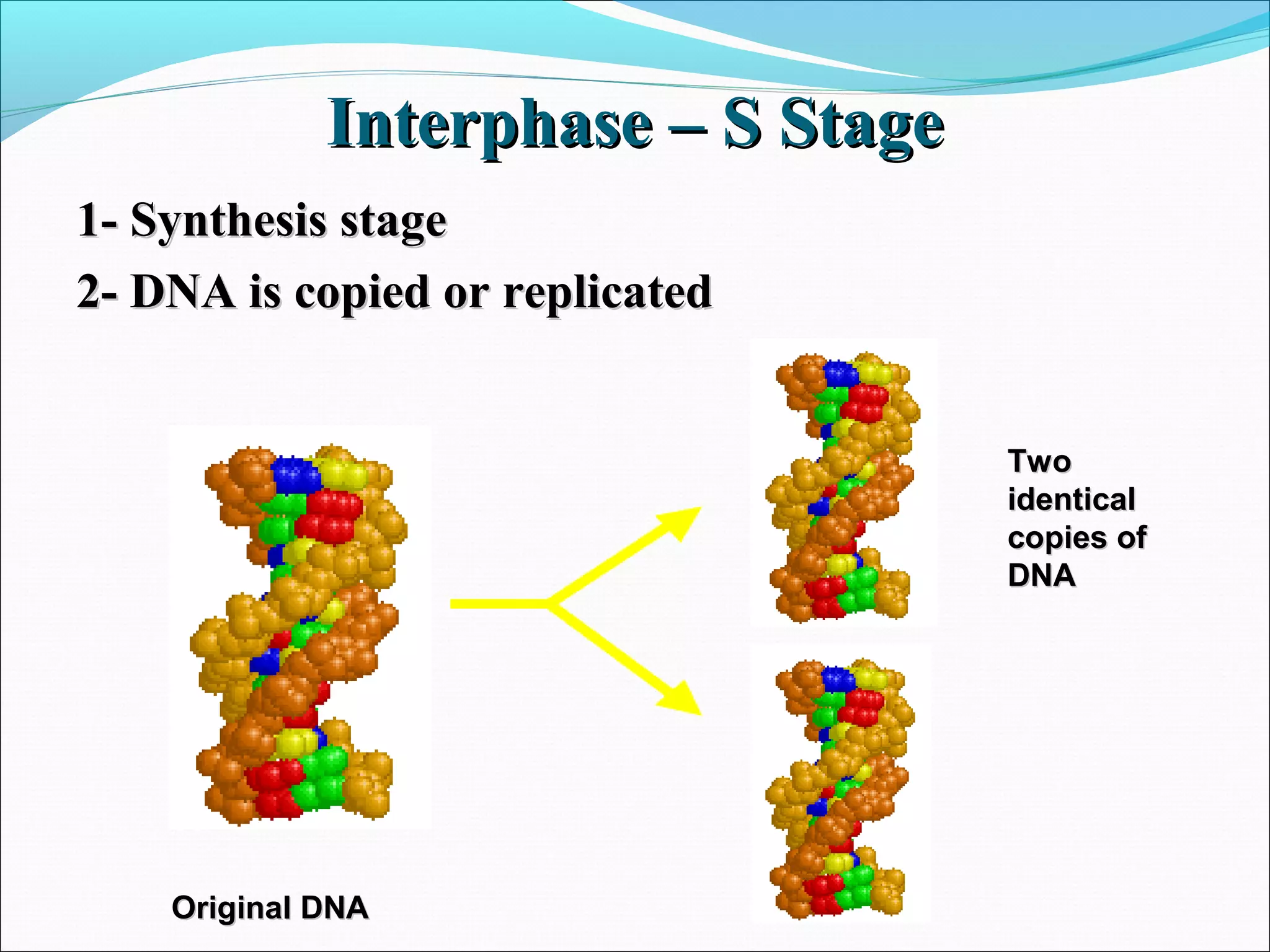 Interphase – S StageInterphase – S Stage
1- Synthesis stage1- Synthesis stage
2- DNA is copied or replicated2- DNA is copied or replicated
TwoTwo
identicalidentical
copies ofcopies of
DNADNA
Original DNAOriginal DNA
 