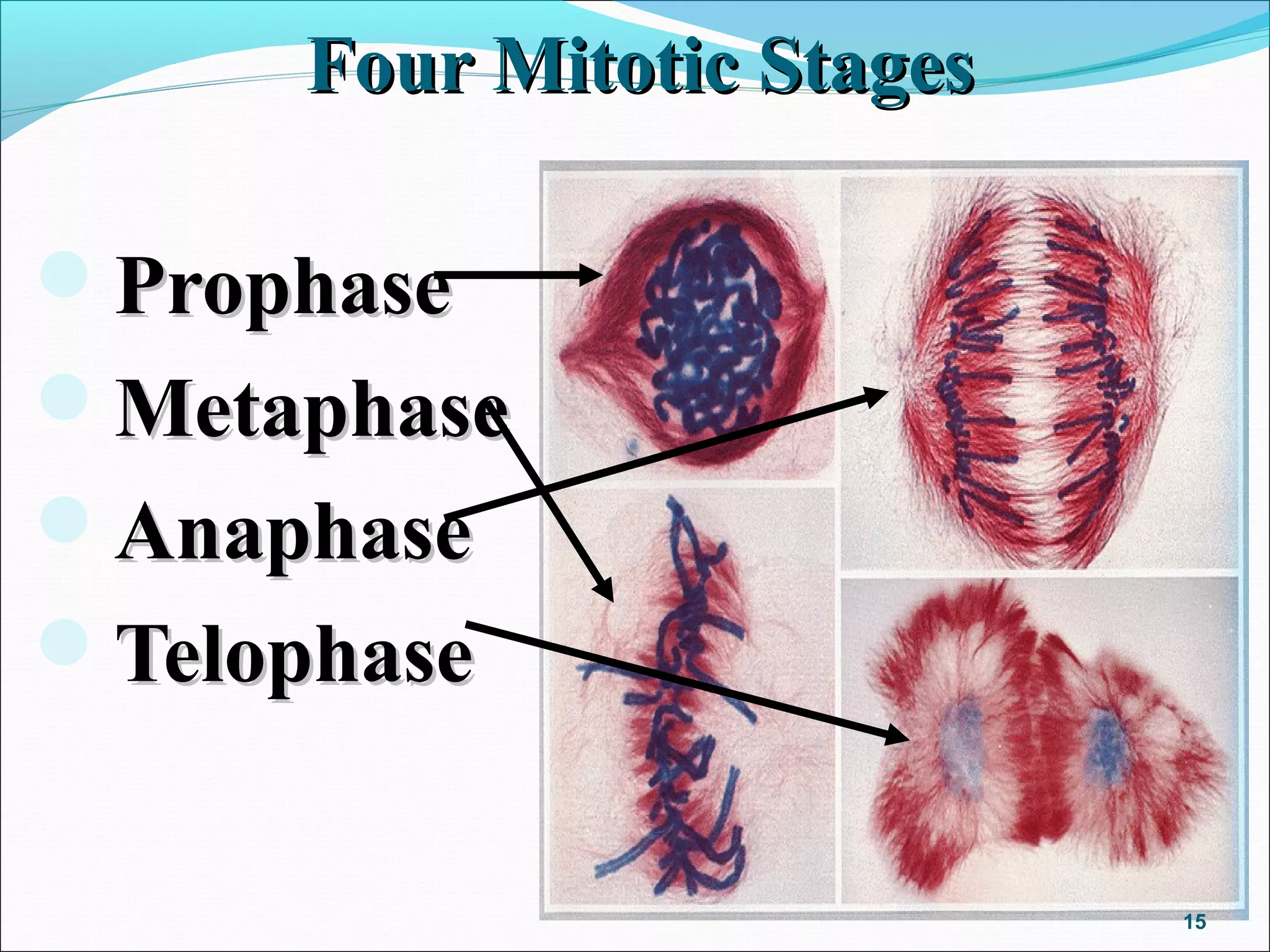 Four Mitotic StagesFour Mitotic Stages
ProphaseProphase
MetaphaseMetaphase
AnaphaseAnaphase
TelophaseTelophase
15
 