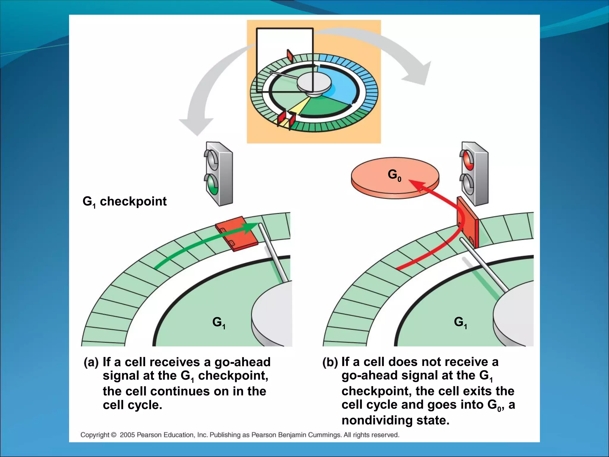 G1
G1 checkpoint
G1
G0
If a cell receives a go-ahead
signal at the G1 checkpoint,
the cell continues on in the
cell cycle.
If a cell does not receive a
go-ahead signal at the G1
checkpoint, the cell exits the
cell cycle and goes into G0, a
nondividing state.
 