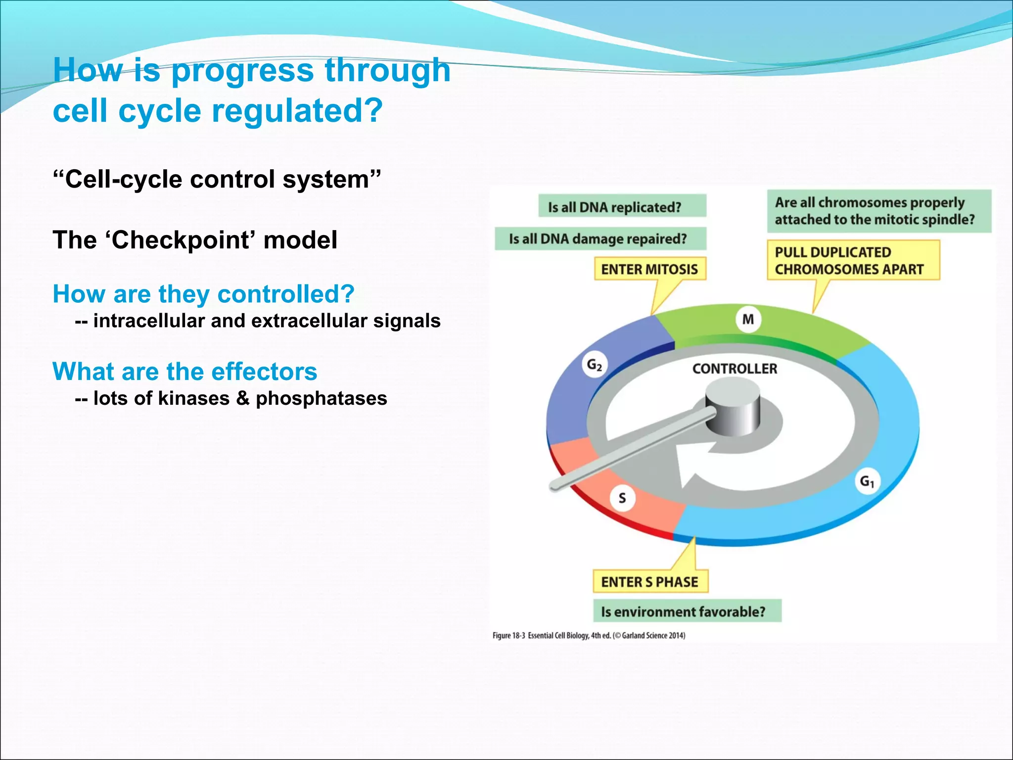 How is progress through
cell cycle regulated?
“Cell-cycle control system”
The ‘Checkpoint’ model
How are they controlled?
-- intracellular and extracellular signals
What are the effectors
-- lots of kinases & phosphatases
 