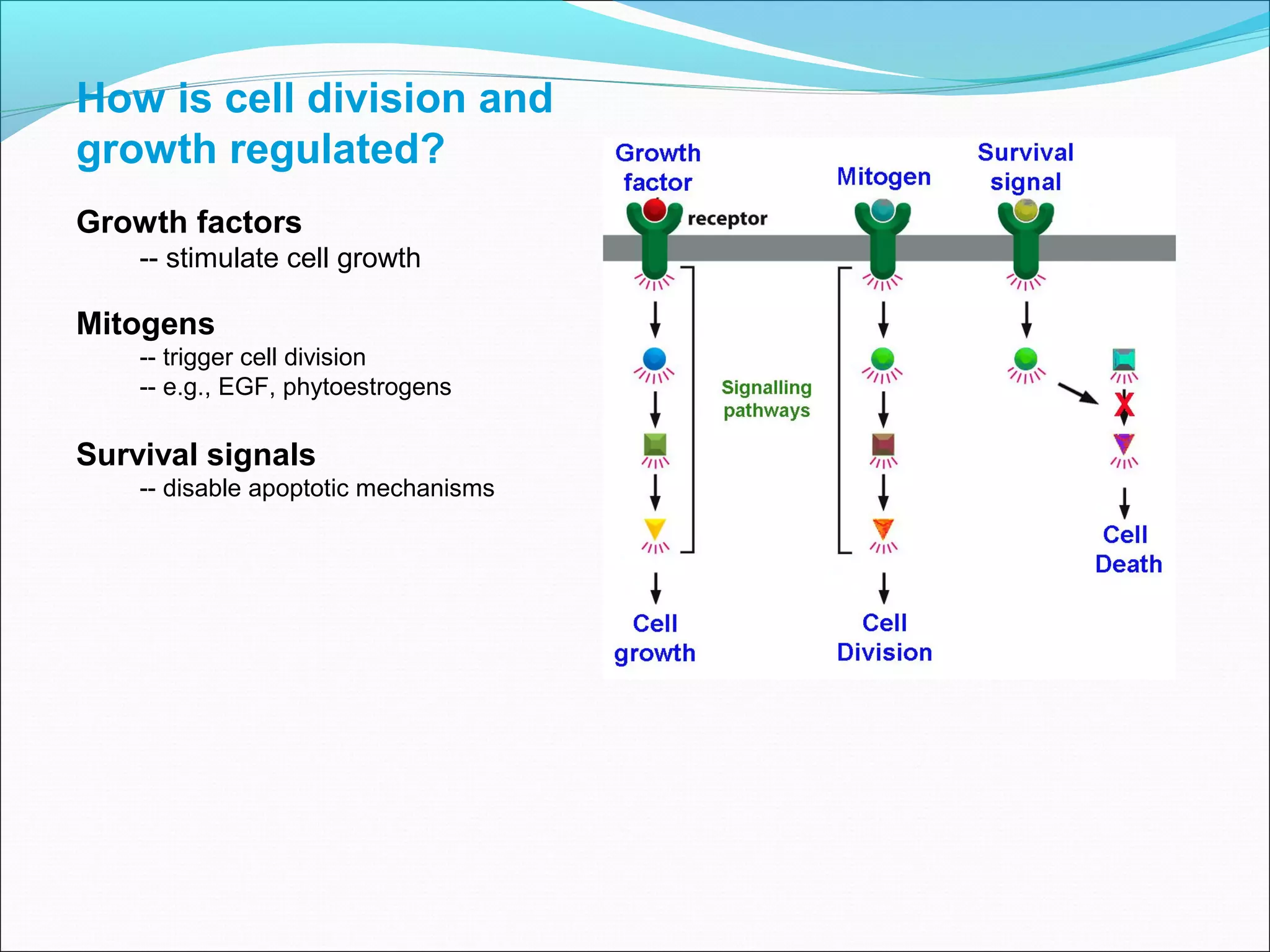 How is cell division and
growth regulated?
Growth factors
-- stimulate cell growth
Mitogens
-- trigger cell division
-- e.g., EGF, phytoestrogens
Survival signals
-- disable apoptotic mechanisms
 
