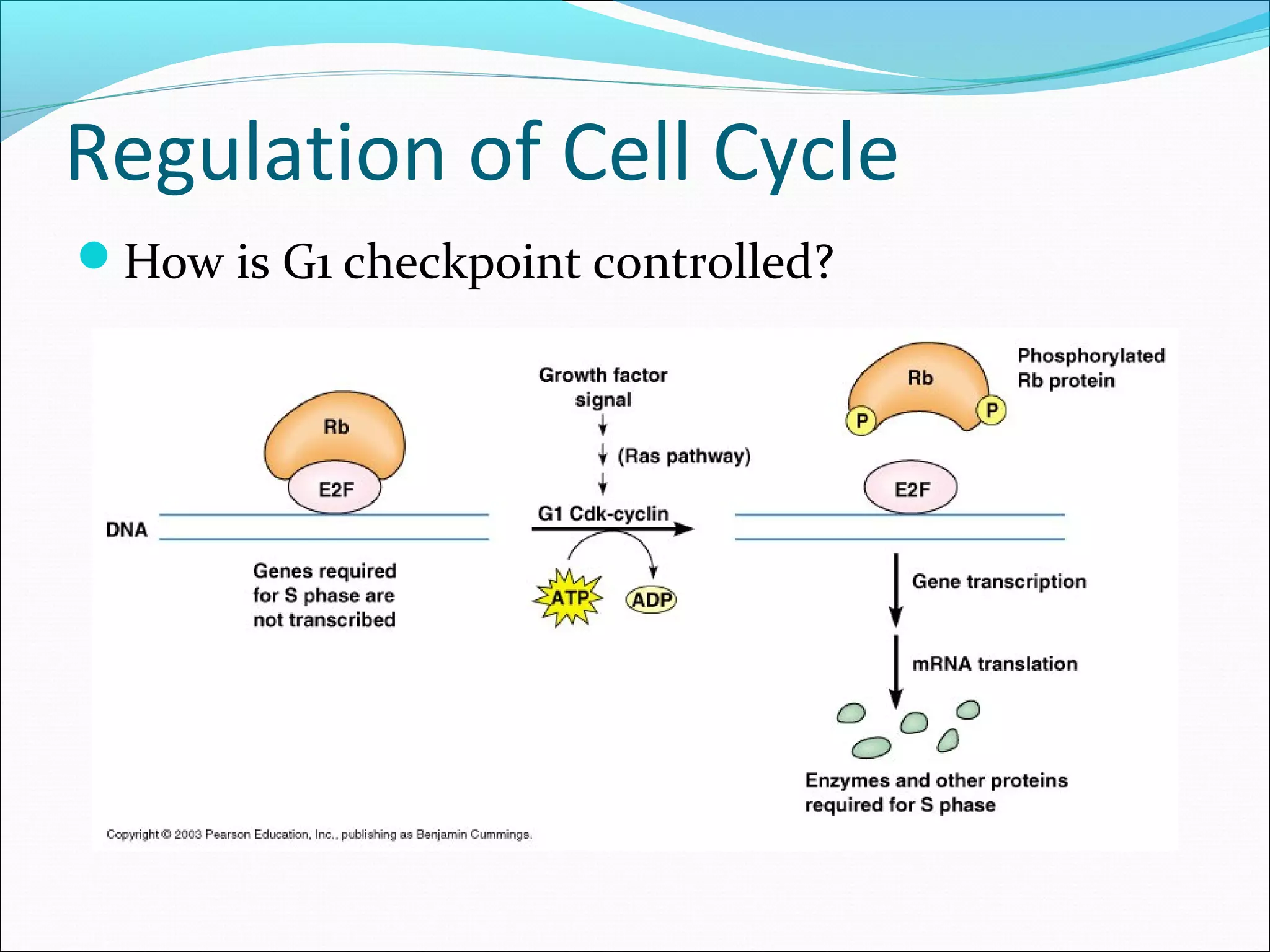 Regulation of Cell Cycle
How is G1 checkpoint controlled?
 