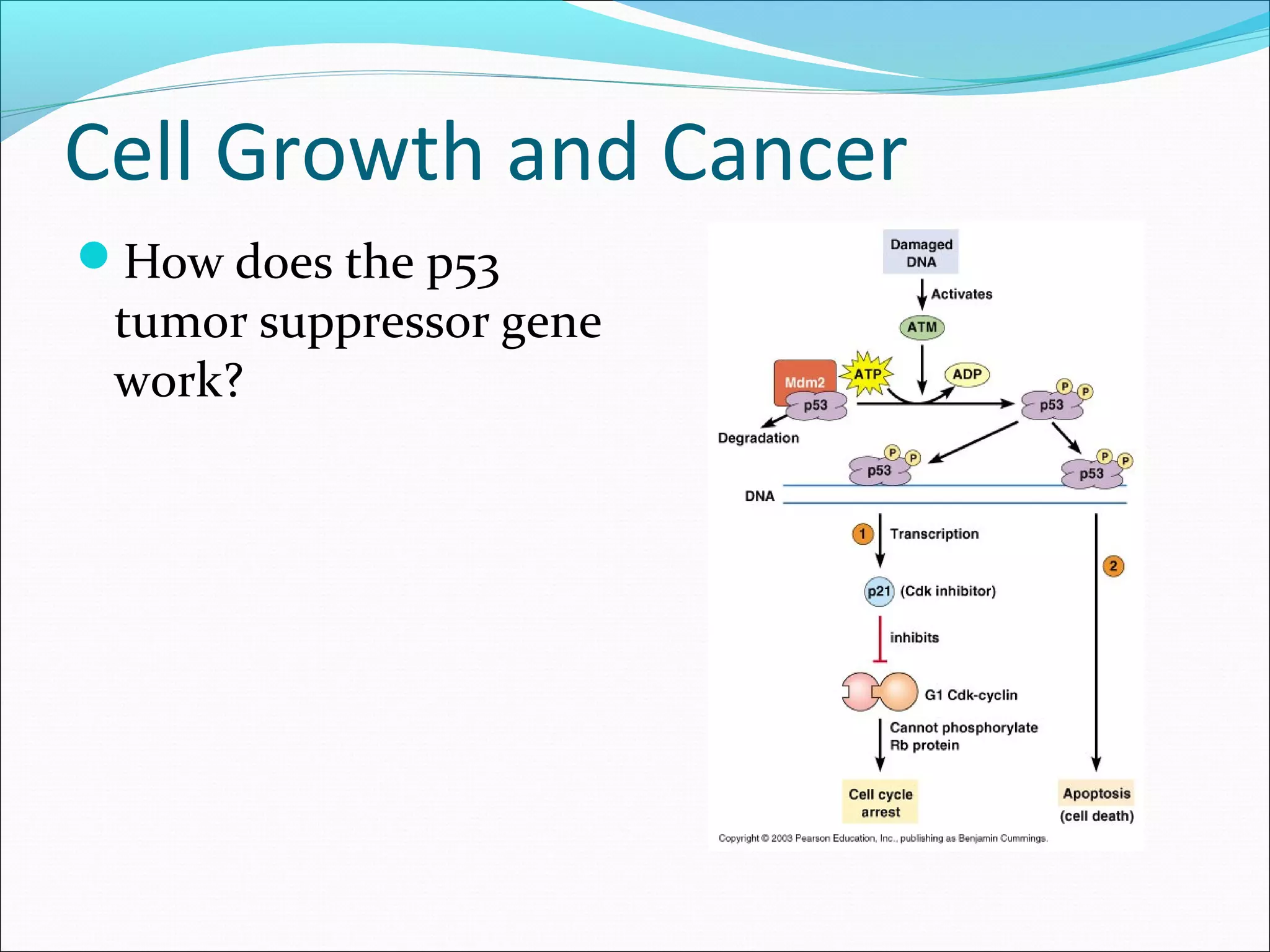 Cell Growth and Cancer
How does the p53
tumor suppressor gene
work?
 