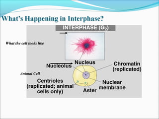 What the cell looks likeWhat the cell looks like
Animal Cell
 