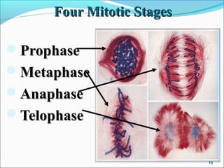 Four Mitotic StagesFour Mitotic Stages
ProphaseProphase
MetaphaseMetaphase
AnaphaseAnaphase
TelophaseTelophase
15
 