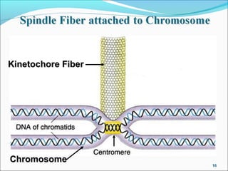 16
Kinetochore FiberKinetochore Fiber
ChromosomeChromosome
 