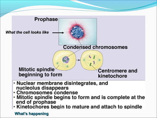 What the cell looks likeWhat the cell looks like
What’s happeningWhat’s happening
 