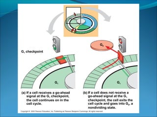 G1
G1 checkpoint
G1
G0
If a cell receives a go-ahead
signal at the G1 checkpoint,
the cell continues on in the
cell cycle.
If a cell does not receive a
go-ahead signal at the G1
checkpoint, the cell exits the
cell cycle and goes into G0, a
nondividing state.
 
