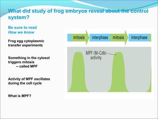 What did study of frog embryos reveal about the control
system?
Be sure to read
How we know
Frog egg cytoplasmic
transfer experiments
Something in the cytosol
triggers mitosis
-- called MPF
Activity of MPF oscillates
during the cell cycle
What is MPF?
 