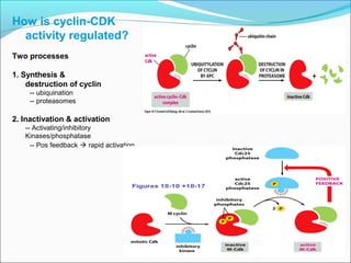 How is cyclin-CDK
activity regulated?
Two processes
1. Synthesis &
destruction of cyclin
-- ubiquination
-- proteasomes
2. Inactivation & activation
-- Activating/inhibitory
Kinases/phosphatase
-- Pos feedback  rapid activation
 