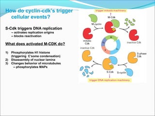 How do cyclin-cdk’s trigger
cellular events?
S-Cdk triggers DNA replication
-- activates replication origins
-- blocks reactivation
What does activated M-CDK do?
1) Phosphorylates H1 histone
(triggering C’some condensation)
2) Disassembly of nuclear lamina
3) Changes behavior of microtubules
-- phosphorylates MAPs
 