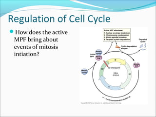 Regulation of Cell Cycle
How does the active
MPF bring about
events of mitosis
intiation?
 