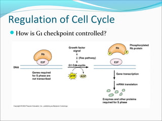Regulation of Cell Cycle
How is G1 checkpoint controlled?
 
