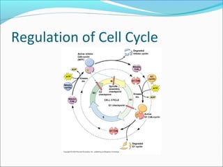 Regulation of Cell Cycle
 