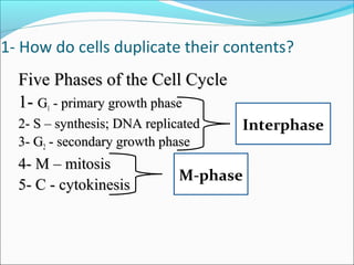 1- How do cells duplicate their contents?
Five Phases of the Cell CycleFive Phases of the Cell Cycle
1-1- GG11 - primary growth phase- primary growth phase
2- S – synthesis; DNA replicated2- S – synthesis; DNA replicated
3- G3- G22 - secondary growth phase- secondary growth phase
4- M – mitosis4- M – mitosis
5- C - cytokinesis5- C - cytokinesis
M-phase
Interphase
 