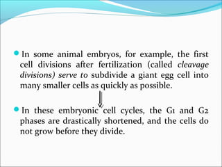 In some animal embryos, for example, the first
cell divisions after fertilization (called cleavage
divisions) serve to subdivide a giant egg cell into
many smaller cells as quickly as possible.
In these embryonic cell cycles, the G1 and G2
phases are drastically shortened, and the cells do
not grow before they divide.
 