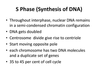 Cell cycle | PPTX