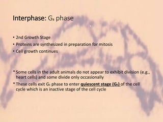 Interphase: G2 phase
• 2nd Growth Stage
• Proteins are synthesized in preparation for mitosis
• Cell growth continues
*Some cells in the adult animals do not appear to exhibit division (e.g.,
heart cells) and some divide only occasionally
*These cells exit G1 phase to enter quiescent stage (G0) of the cell
cycle which is an inactive stage of the cell cycle
 