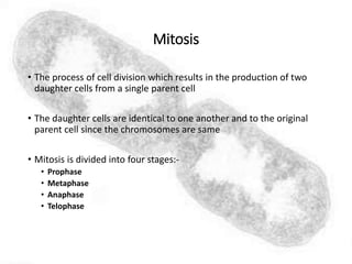 Mitosis
• The process of cell division which results in the production of two
daughter cells from a single parent cell
• The daughter cells are identical to one another and to the original
parent cell since the chromosomes are same
• Mitosis is divided into four stages:-
• Prophase
• Metaphase
• Anaphase
• Telophase
 