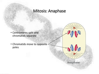 Mitosis: Anaphase
• Centromeres split and
chromatids separate
• Chromatids move to opposite
poles
 