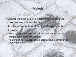 Meiosis
•Specialized kind of cell division that reduces the
chromosome number by half
•Results in production of haploid daughter cells
•It involves
• two cycles of nuclear and cell division(Meiosis I & II )
• single cycle of DNA replication
• pairing of homologous chromosomes and recombination
between them.
 