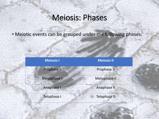 Meiosis: Phases
• Meiotic events can be grouped under the following phases:
Meiosis I Meiosis II
Prophase I Prophase II
Metaphase I Metaphase II
Anaphase I Anaphase II
Telophase I Telophase II
 