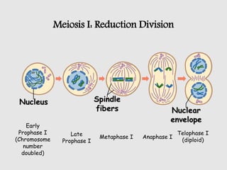 Meiosis I: Reduction Division
Early
Prophase I
(Chromosome
number
doubled)
Late
Prophase I
Metaphase I Anaphase I
Telophase I
(diploid)
 