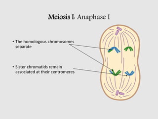 Meiosis I: Anaphase I
• The homologous chromosomes
separate
• Sister chromatids remain
associated at their centromeres
 