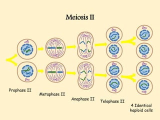 Meiosis II
Prophase II
Metaphase II
Anaphase II
Telophase II
4 Identical
haploid cells
 