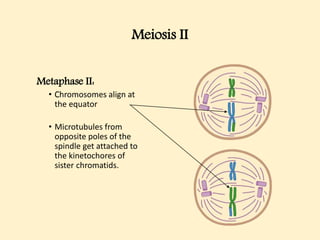 Meiosis II
Metaphase II:
• Chromosomes align at
the equator
• Microtubules from
opposite poles of the
spindle get attached to
the kinetochores of
sister chromatids.
 
