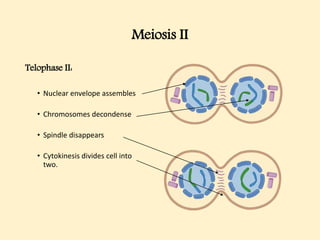Meiosis II
Telophase II:
• Nuclear envelope assembles
• Chromosomes decondense
• Spindle disappears
• Cytokinesis divides cell into
two.
 