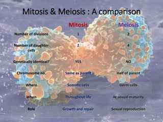 Mitosis & Meiosis : A comparison
Mitosis Meiosis
Number of divisions 1 2
Number of daughter
cells
2 4
Genetically identical? YES NO
Chromosome no. Same as parent Half of parent
Where Somatic cells Germ cells
When Throughout life At sexual maturity
Role Growth and repair Sexual reproduction
 