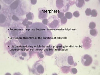 Interphase
• Represents the phase between two successive M phases
• Lasts more than 95% of the duration of cell cycle
• It is the time during which the cell is preparing for division by
undergoing both cell growth and DNA replication
 