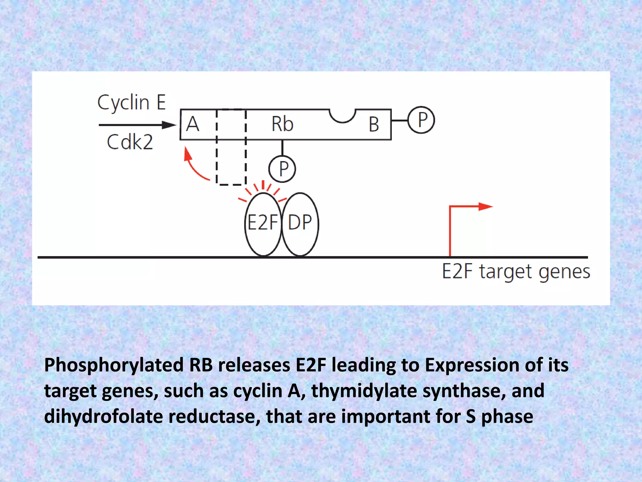 Cell cycle Biology Diagrams