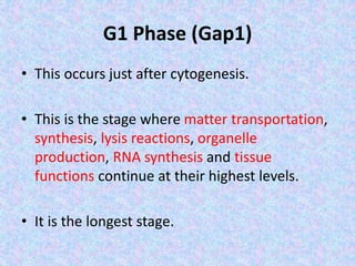 G1 Phase (Gap1)
• This occurs just after cytogenesis.
• This is the stage where matter transportation,
synthesis, lysis reactions, organelle
production, RNA synthesis and tissue
functions continue at their highest levels.
• It is the longest stage.
 