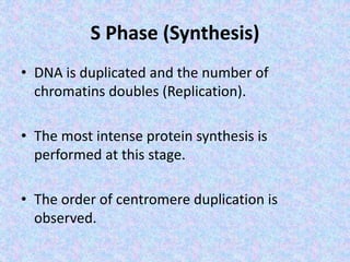 S Phase (Synthesis)
• DNA is duplicated and the number of
chromatins doubles (Replication).
• The most intense protein synthesis is
performed at this stage.
• The order of centromere duplication is
observed.
 