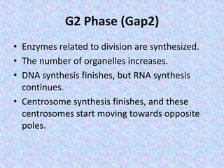 G2 Phase (Gap2)
• Enzymes related to division are synthesized.
• The number of organelles increases.
• DNA synthesis finishes, but RNA synthesis
continues.
• Centrosome synthesis finishes, and these
centrosomes start moving towards opposite
poles.
 