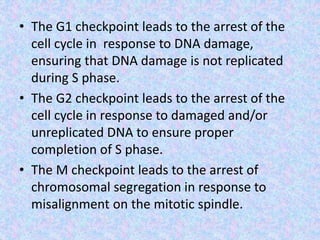 • The G1 checkpoint leads to the arrest of the
cell cycle in response to DNA damage,
ensuring that DNA damage is not replicated
during S phase.
• The G2 checkpoint leads to the arrest of the
cell cycle in response to damaged and/or
unreplicated DNA to ensure proper
completion of S phase.
• The M checkpoint leads to the arrest of
chromosomal segregation in response to
misalignment on the mitotic spindle.
 