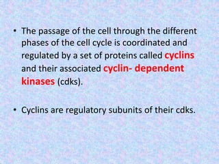 • The passage of the cell through the different
phases of the cell cycle is coordinated and
regulated by a set of proteins called cyclins
and their associated cyclin- dependent
kinases (cdks).
• Cyclins are regulatory subunits of their cdks.
 