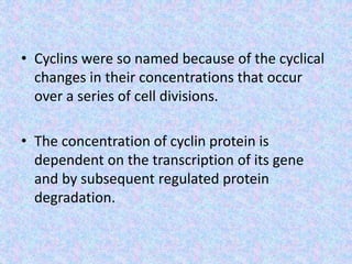 • Cyclins were so named because of the cyclical
changes in their concentrations that occur
over a series of cell divisions.
• The concentration of cyclin protein is
dependent on the transcription of its gene
and by subsequent regulated protein
degradation.
 