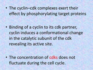 • The cyclin–cdk complexes exert their
effect by phosphorylating target proteins
• Binding of a cyclin to its cdk partner,
cyclin induces a conformational change
in the catalytic subunit of the cdk
revealing its active site.
• The concentration of cdks does not
fluctuate during the cell cycle.
 