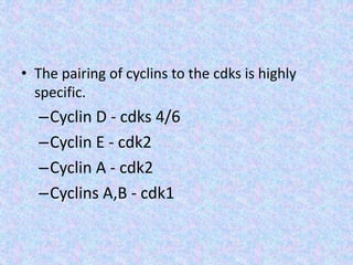 • The pairing of cyclins to the cdks is highly
specific.
–Cyclin D - cdks 4/6
–Cyclin E - cdk2
–Cyclin A - cdk2
–Cyclins A,B - cdk1
 