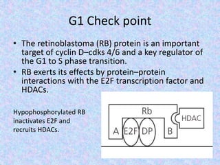 G1 Check point
• The retinoblastoma (RB) protein is an important
target of cyclin D–cdks 4/6 and a key regulator of
the G1 to S phase transition.
• RB exerts its effects by protein–protein
interactions with the E2F transcription factor and
HDACs.
Hypophosphorylated RB
inactivates E2F and
recruits HDACs.
 