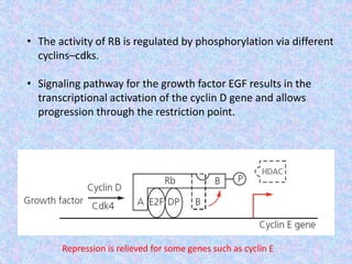 • The activity of RB is regulated by phosphorylation via different
cyclins–cdks.
• Signaling pathway for the growth factor EGF results in the
transcriptional activation of the cyclin D gene and allows
progression through the restriction point.
Repression is relieved for some genes such as cyclin E
 